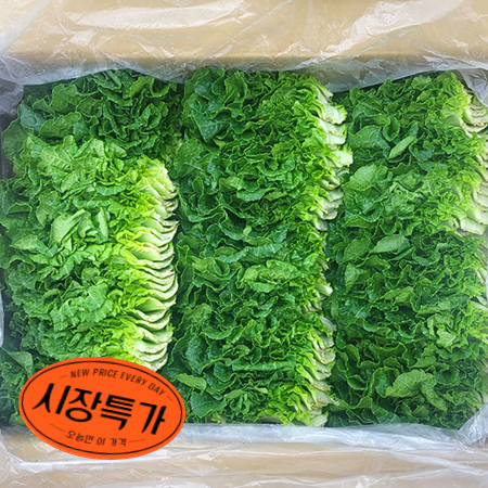 ★매일시장특가★ 쌈추(상 1Kg/BOX) 쌈배추 초특가 채소 야채