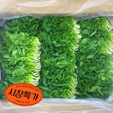 ★매일시장특가★ 쌈추(상 1Kg/BOX) 쌈배추 초특가 채소 야채