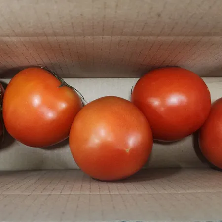 ★매일시장특가★ 토마토(완숙_5~7과 1Kg/EA) 이미지