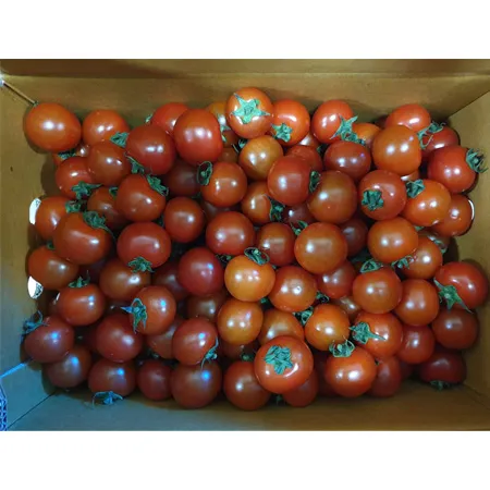 방울토마토(15~20g/개 5Kg/BOX)/국내산
