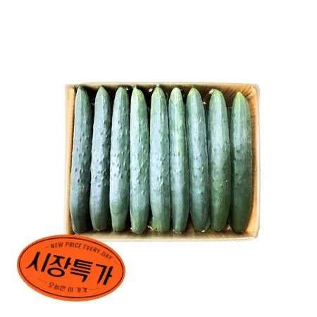 ★매일시장특가★ 청오이(10kg/BOX) 취청오이
