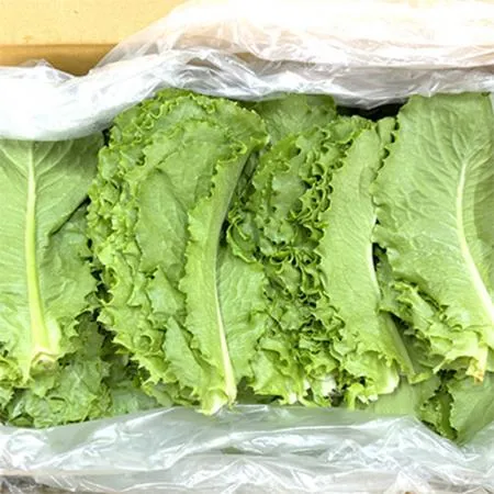 로메인 (상 2Kg/BOX)