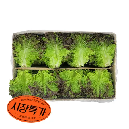 ★매일시장특가★ 꽃상추 ( 특 4Kg/BOX) 초특가 야채 채소 상추