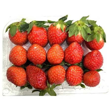 ★매일시장특가★ 딸기 (한정물량 24~32입 500g/EA) 데코용 딸기 베이커리 과일 겨울과일  초특가 카페 생과 이미지