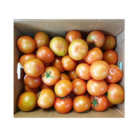 ★매일시장특가★ 토마토(완숙_20~25과 5Kg/BOX) 이미지