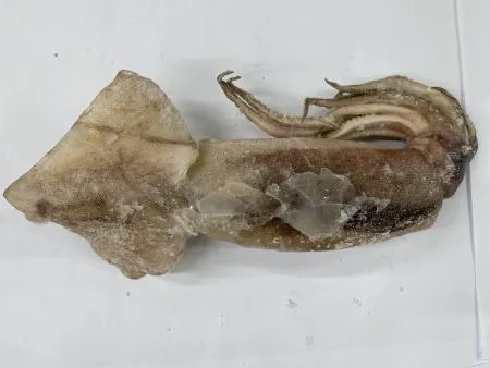 오징어(원물 KG) 이미지