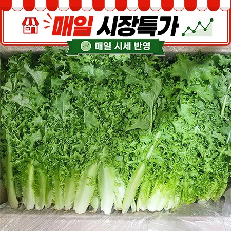 ★매일시장특가★ 치커리(상 2KG/BOX)