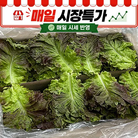 ★매일시장특가★ 적상추(특 4Kg/BOX)