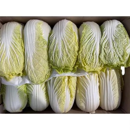 알배기배추 (상, 12~14입, 7.5Kg/BOX)