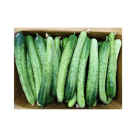 ★매일시장특가★ 다다기오이 (실속, 50입 내외, 9~10Kg/BOX)