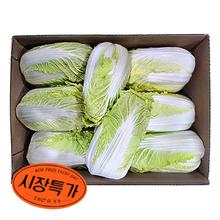 ★매일시장특가★ 알배기배추(실속 12~16개내외/BOX) 알배기