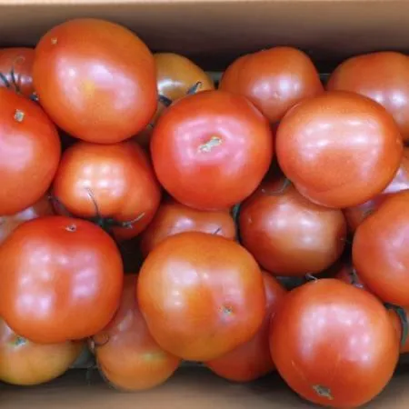 ★매일시장특가★ 토마토(완숙 특사이즈 15-20과 5KG/BOX) 이미지