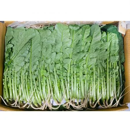  열무(상 한국청과 179번 4Kg/BOX)