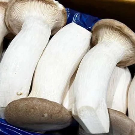 새송이버섯 (국산 2Kg/BOX) 이미지