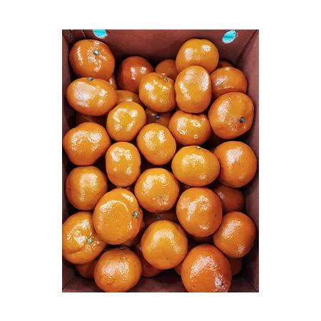 ★매일시장특가★ 감귤 (L_40~46과 5Kg/BOX) 과일 초특가 카페 생과 이미지