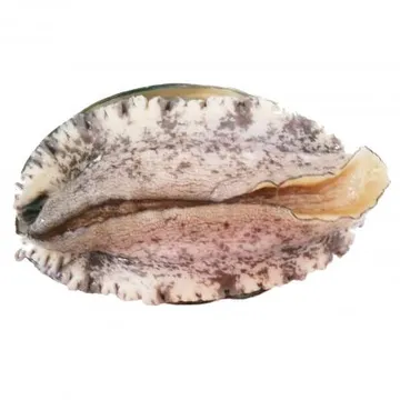 전복(생물_14마리/kg KG)/국내산