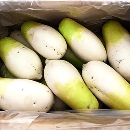 ★매일시장특가★ 무우( 12-14수내외 18kg/BOX) 무 이미지