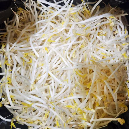 재우 숙주나물(3.5Kg/Kg출고)