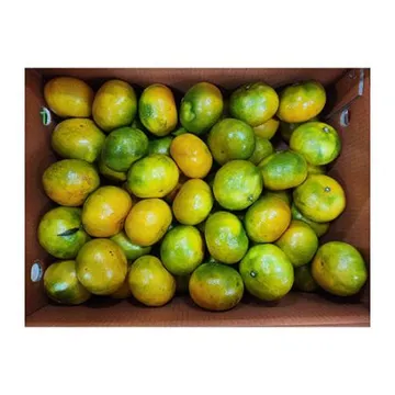 ★매일시장특가★ 감귤 (M_47~60과 5Kg/BOX) 조생귤 녹색과포함