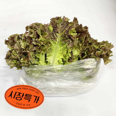 ★매일시장특가★ 적상추(상 500g/EA) 상 상추 초특가 채소 야채