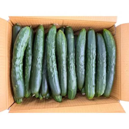 취청오이 (강서, 상 10Kg/BOX)