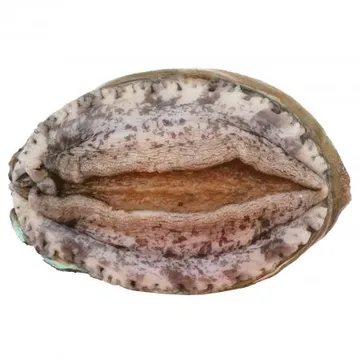 전복(생물_17마리/kg KG)/국내산