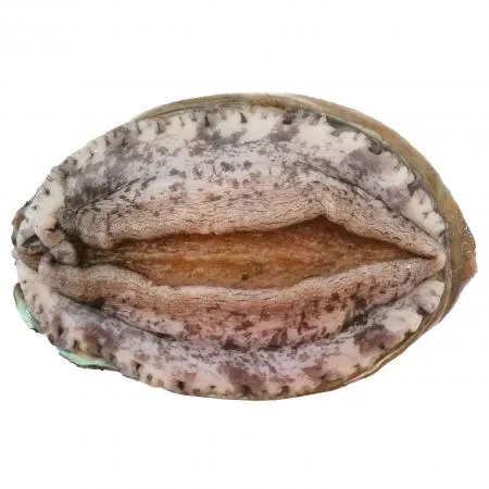 전복(생물_17마리/kg KG)/국내산