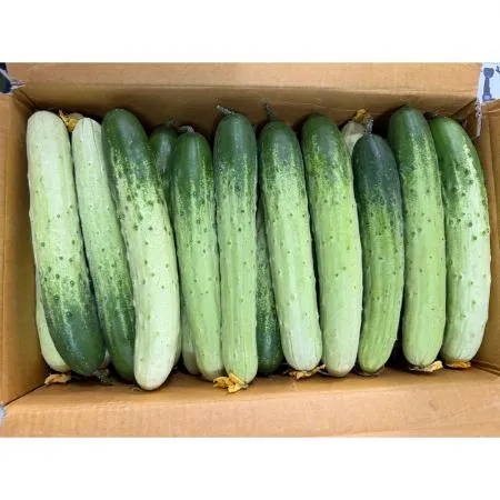 다다기오이(특 강서청과 176번 10Kg/BOX)