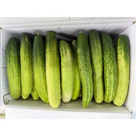 다다기오이(실속 강서청과 176번 10Kg/BOX)