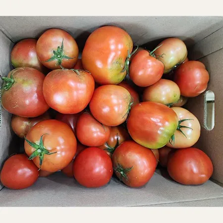 ★매일시장특가★ 토마토(완숙_무선별 주스용 5Kg/BOX) 이미지