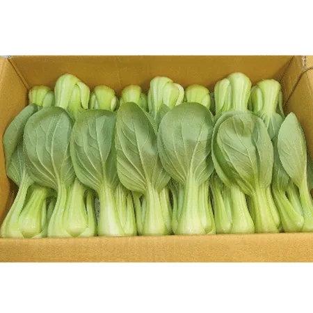 청경채(4Kg/BOX)