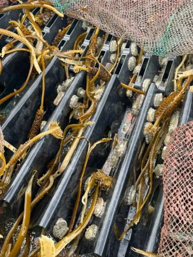 산지직송 요리용 특대 활전복 kg당 9미 10.5kg 이미지