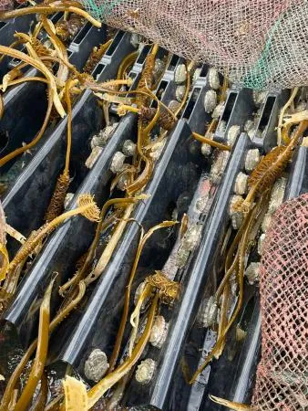 산지직송 요리용 특대 활전복 kg당 9미 10.5kg 이미지