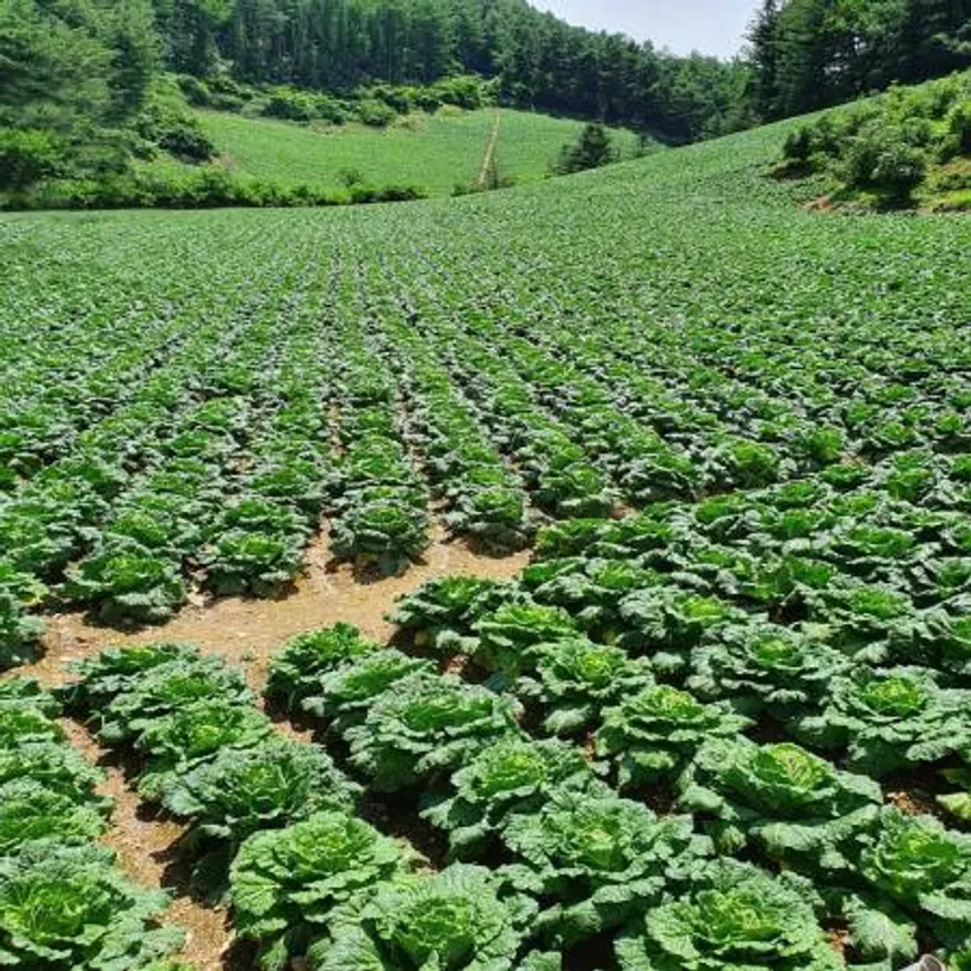 당일제조 100%국산 서울식 맛김치 썰은김치 10kg 이미지
