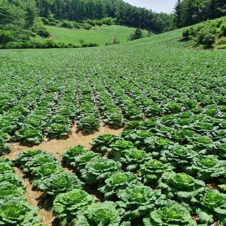 당일제조 100%국산 서울식 맛김치 썰은김치 10kg 이미지