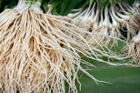 [맛집 추천] 특A급 삼채 7kg 벌크 신선 부추 뿌리 생 삼체 뿌리부추 효능 무침 산나물 맛집 반찬 이미지
