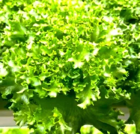 프릴아이스 2kg 스마트팜 산지직송(버터헤드양상추) 이미지