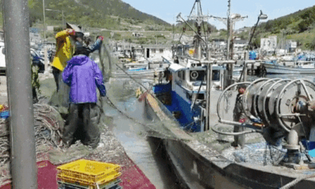 생멸치젓 소금간생멸치 멸치젓갈 멜젓 멸치 젓갈 육젓 김장용 22kg 이미지