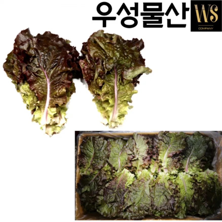 신선야채 적상추 4kg 쌈야채 대용량상추 이미지