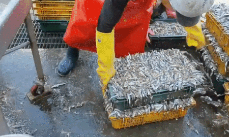 생멸치젓 소금간생멸치 멸치젓갈 멜젓 멸치 젓갈 육젓 김장용 22kg 이미지