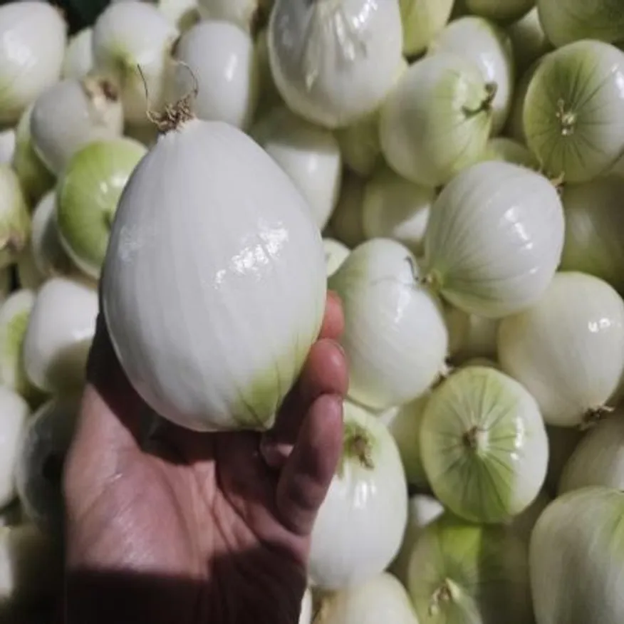 25년 햇 깐양파 (대) 5kg 이미지