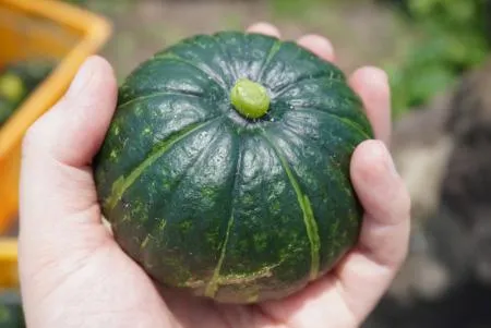 제주 미니단호박 밤호박 보우짱 로얄과 실중량 5kg