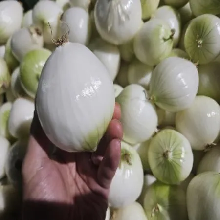 25년 햇 깐양파 (소) 10kg 
