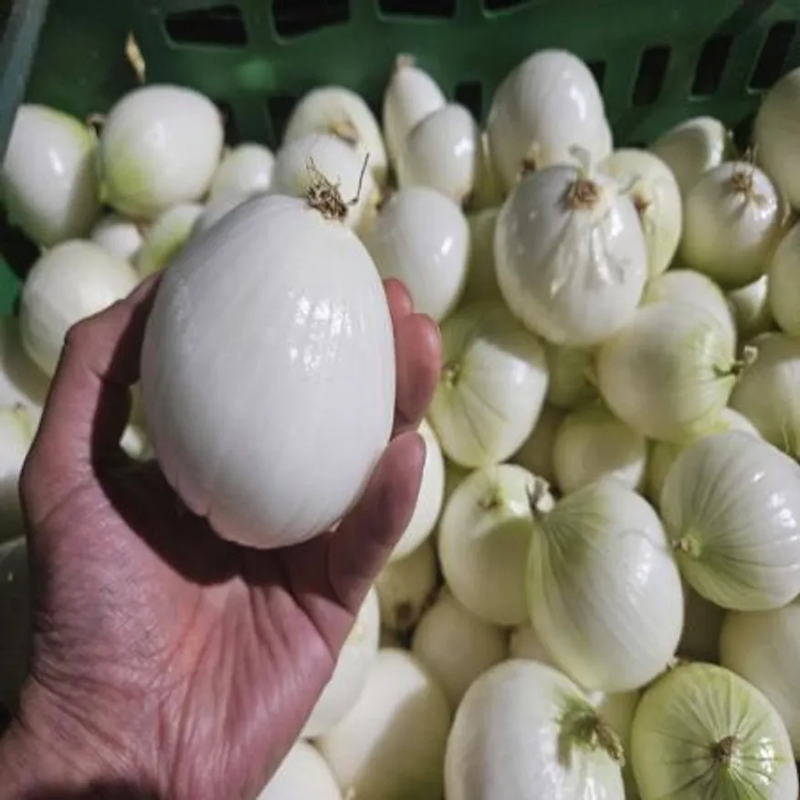 25년 햇 깐양파 (소) 10kg 이미지