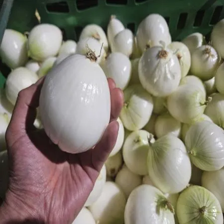 25년 햇 깐양파 (소) 5kg  이미지