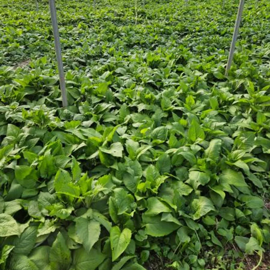 업소용 강원도 영월 삶은 곤드레나물 완숙 데침 4kg 이미지