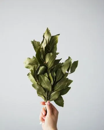 BESTSPICE 월계수잎 베스트푸드 200G 업소용 대용량 베스트푸드 이미지