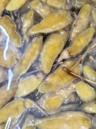 반찬단지 산고추 4kg 이미지
