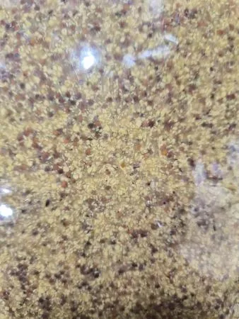 선인 프렌치타입 홀그레인머스타드 1kg 이미지