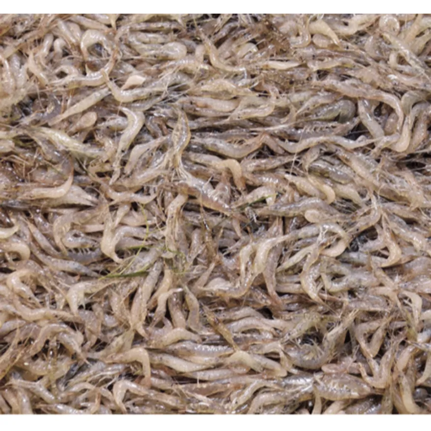 민물새우 400g 냉동 새뱅이 이미지